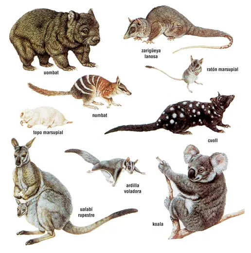 Todo sobre los marsupiales - Toda la información | El BatiBlog ...