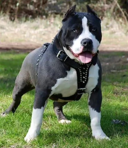 El entrenamiento para los perros pit bull :: VisitaCasas.com