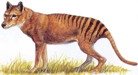 Mi mascota extinta . Tigre de tazmania - Taringa!