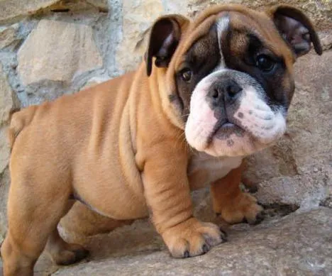 LA MASCOTA FELIZ: Perro Bulldog Inglés: descripción de la raza LA MASCOTA FELIZ: Perro Bulldog Inglés: descripción de la raza
