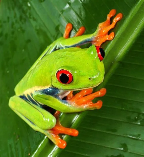 mascotapetit: Agalychnis callidryas o Rana verde de ojos rojos