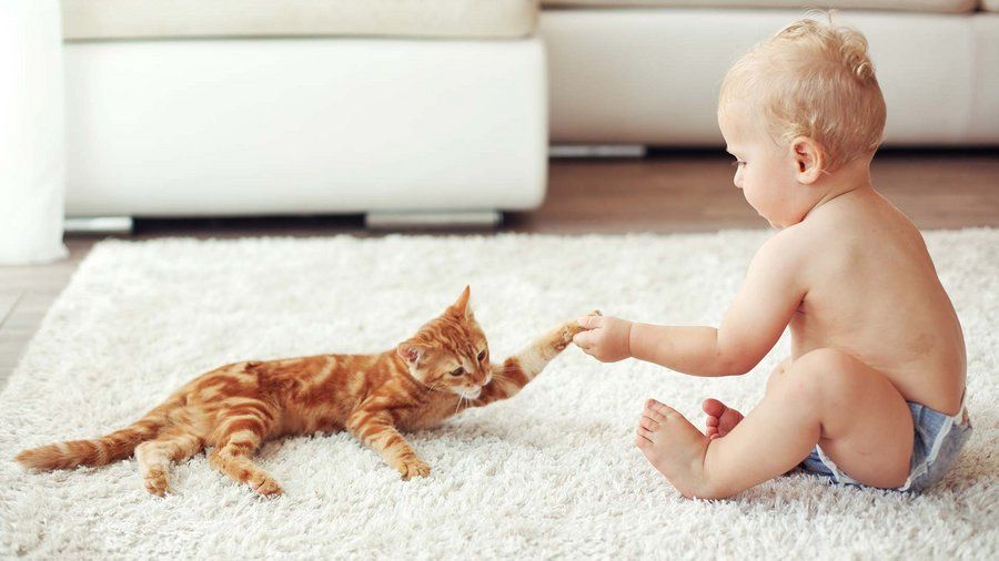 Mascotas y bebés | Vitakraft