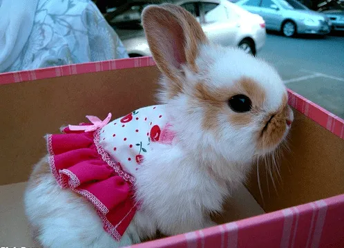 Todo Mascotas: Los conejos con mejores disfraces