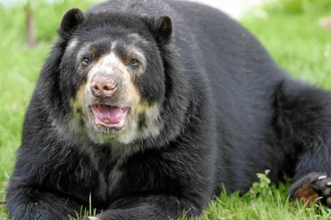 Mataron a tiros a un oso de anteojos en Antioquia | Ola Verde ...