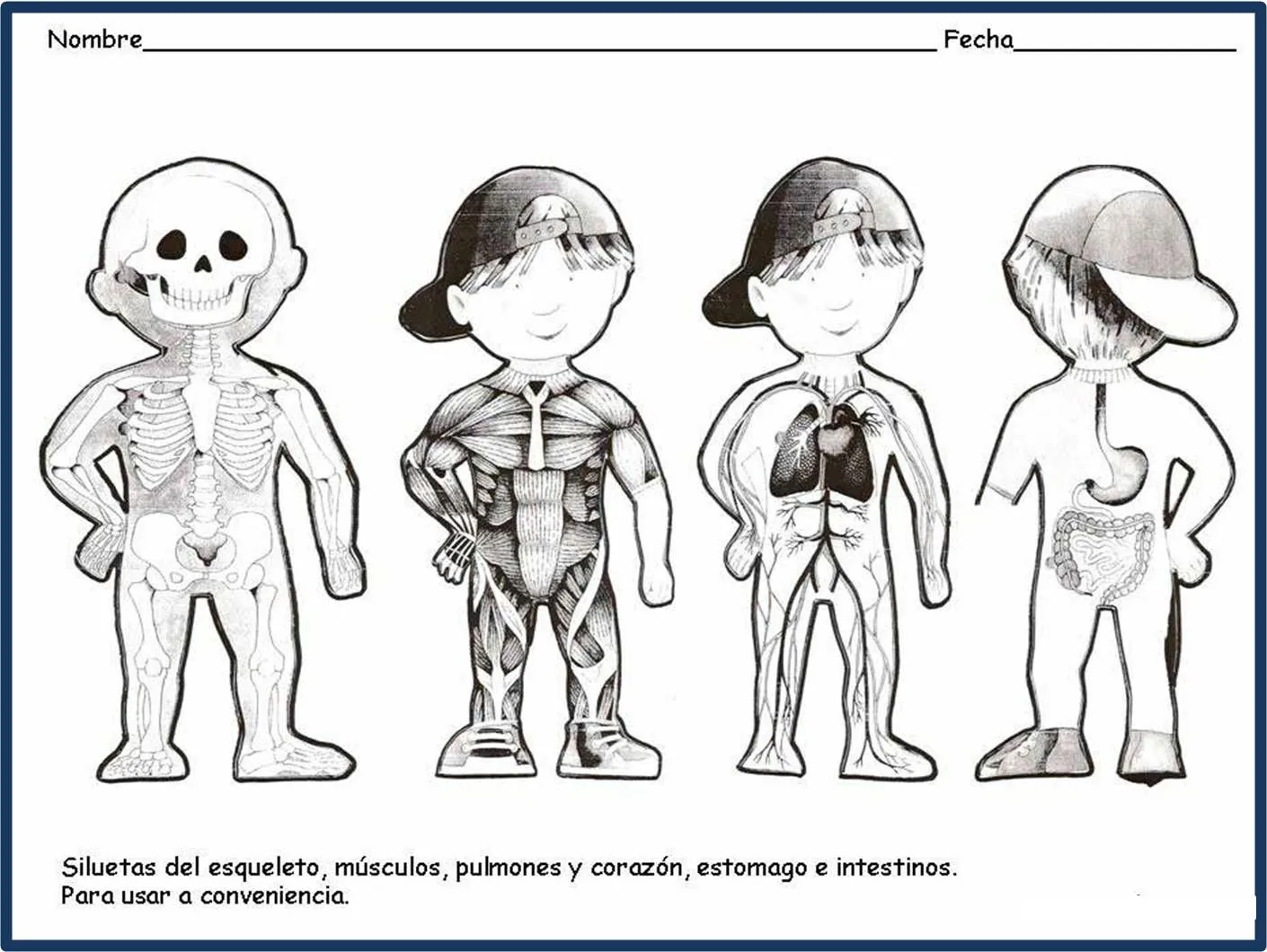 Imagenes de los organos internos del cuerpo humano para niños - Imagui Imagenes de los organos internos del cuerpo humano para niños - Imagui