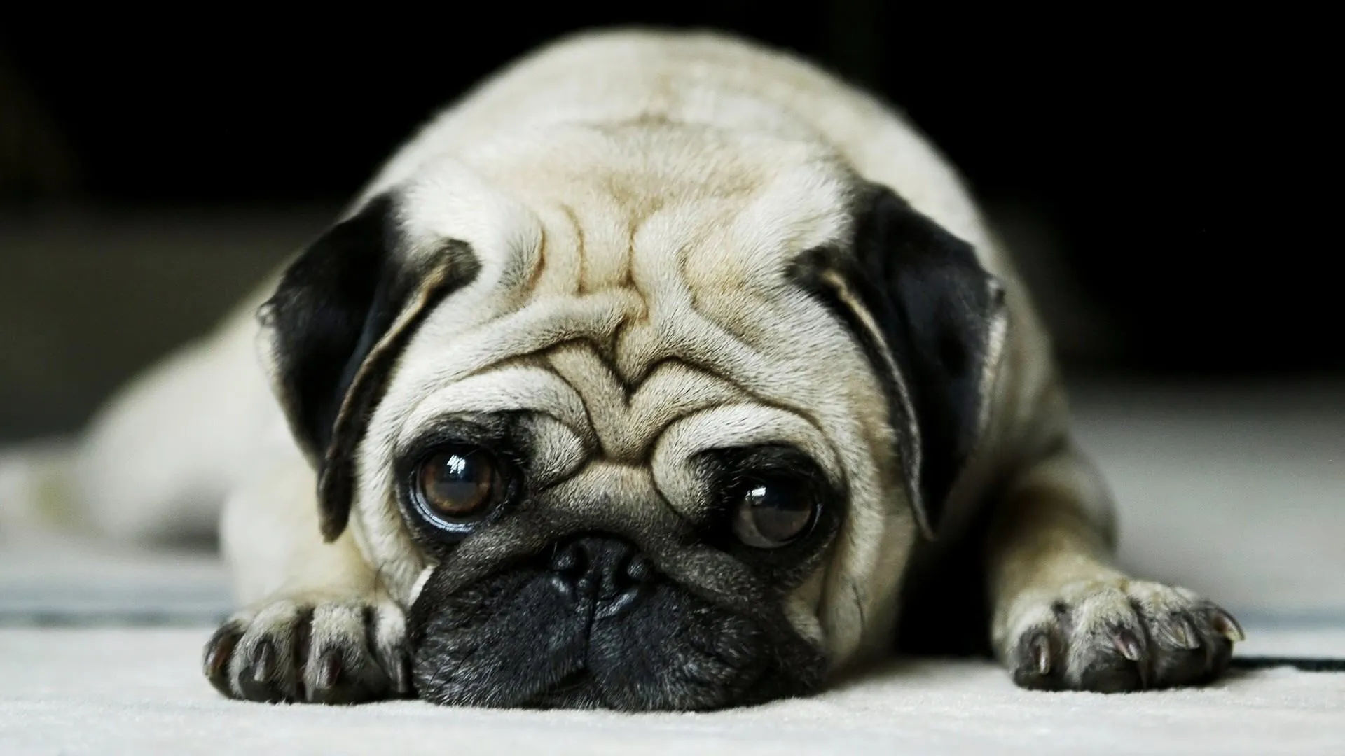 Maulkorb, Mops, Hund, bow-wow-ry-Ryy, Foto 1920x1080 / Wow-wow-ry ... Maulkorb, Mops, Hund, bow-wow-ry-Ryy, Foto 1920x1080 / Wow-wow-ry ...