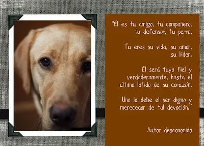 Mayra Falcón - Monespace: Frases y citas animalistas (1) Mayra Falcón - Monespace: Frases y citas animalistas (1)