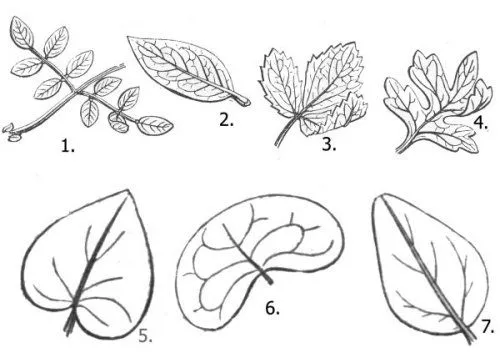 Nombre de hojas segun su forma - Imagui