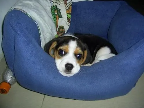 Medellin - Perros Beagle