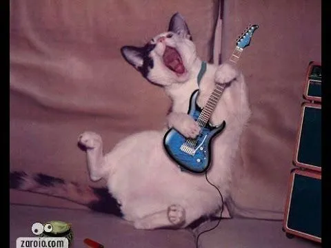 Megasolo de guitarra Gatos Chistosos - YouTube