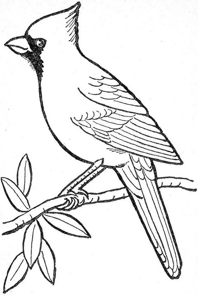 Las mejores 16 ideas de Pájaros cardenales | pájaros cardenales, pajaros,  dibujos de pájaro
