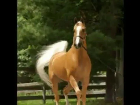 Los Mejores caballos xD ¡¡¡¡admiralo!!!****"" - YouTube
