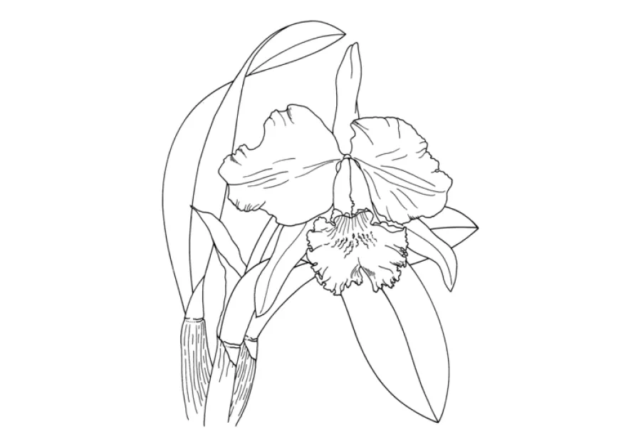 ▷ Los Mejores Dibujos de Orquídeas para Colorear ☀️