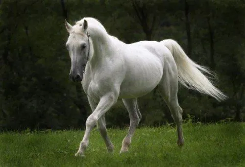 Las mejores fotos de caballos - Haciendofotos.com