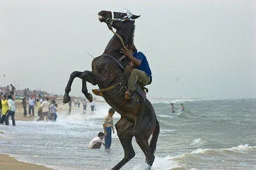 Las mejores fotos de caballos - Haciendofotos.com