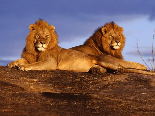 Las mejores fotos de leones nunca antes vistas - Taringa!
