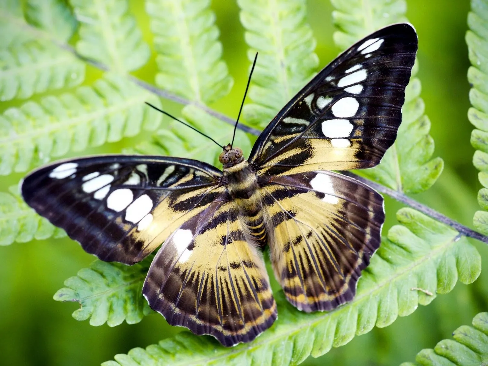 Mejores fotos de mariposa para muro de facebook ~ Mejores Fotos ... Mejores fotos de mariposa para muro de facebook ~ Mejores Fotos ...