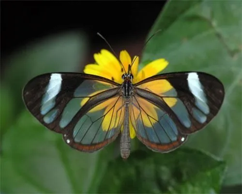 Las mejores fotos de mariposas