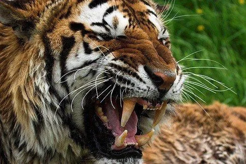 Las mejores fotos de tigres - Haciendofotos.com