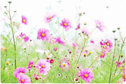 Las mejores imágenes de flores en el mundo (33 fotos) | Banco de ... Las mejores imágenes de flores en el mundo (33 fotos) | Banco de ...