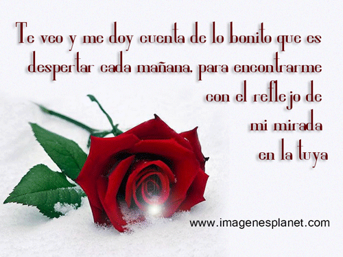 Las mejores imágenes de rosas de amor con movimiento y brillo ... Las mejores imágenes de rosas de amor con movimiento y brillo ...