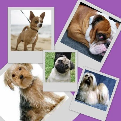 Los mejores perros de raza pequeñas, razas de perros para ...