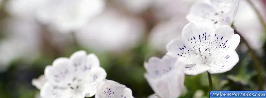 Las Mejores Portadas para tu perfil de Facebook ÷ - Flores Las Mejores Portadas para tu perfil de Facebook ÷ - Flores