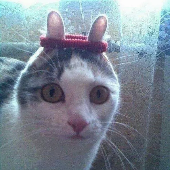 Memes de Internet: gato con mirada sorprendida Memes de Internet: gato con mirada sorprendida