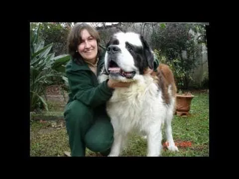 en memoria de Catrian, mi perro san bernardo - YouTube
