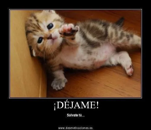 Imagenes de gatitos tiernos bebés con fraces - Imagui Imagenes de gatitos tiernos bebés con fraces - Imagui