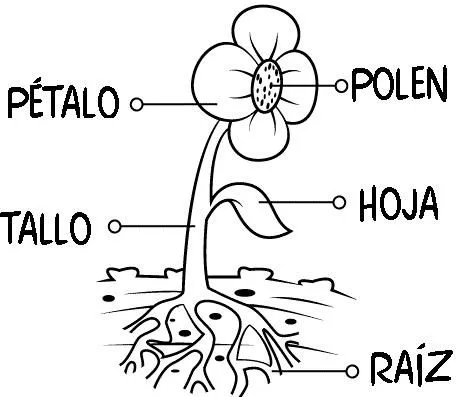 Dibujo de la planta de la rosa y sus partes - Imagui