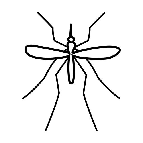 Dibujo de un mosquito para colorear - Imagui