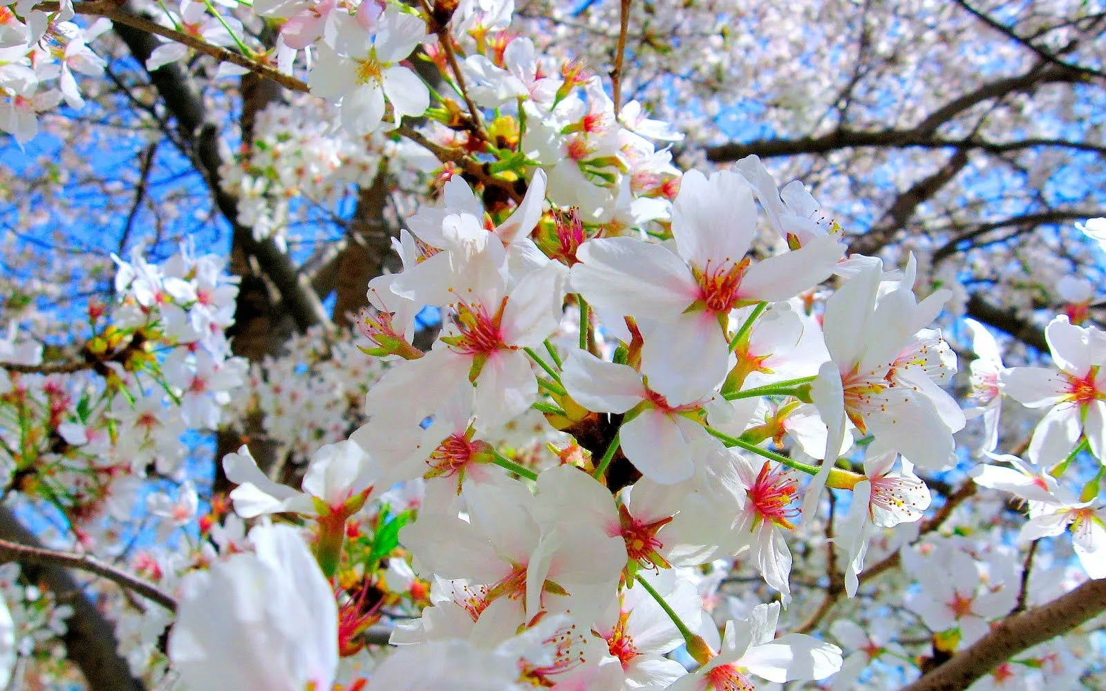 MERIDIANOS: El espectáculo natural de los cerezos en flor