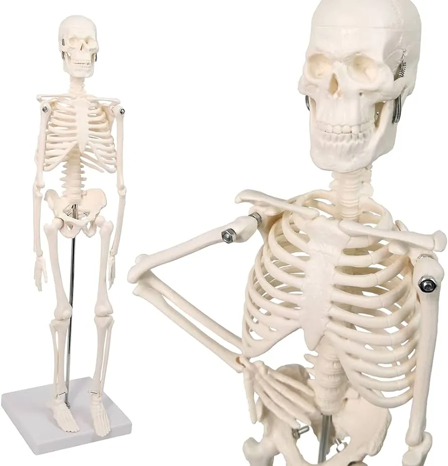 Merinden Mini modelo de esqueleto humano, modelo de huesos humanos pequeños  de 17.7 pulgadas con brazos