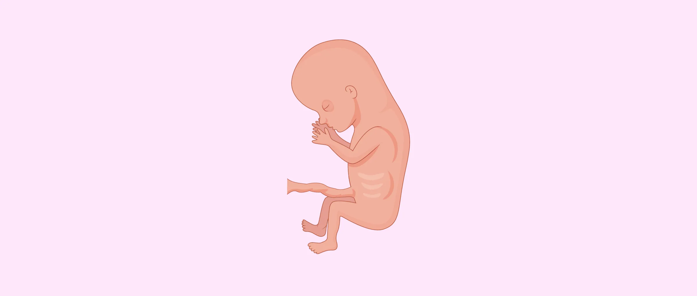 3 meses de embarazo 3 meses de embarazo – Reproducción Asistida ORG