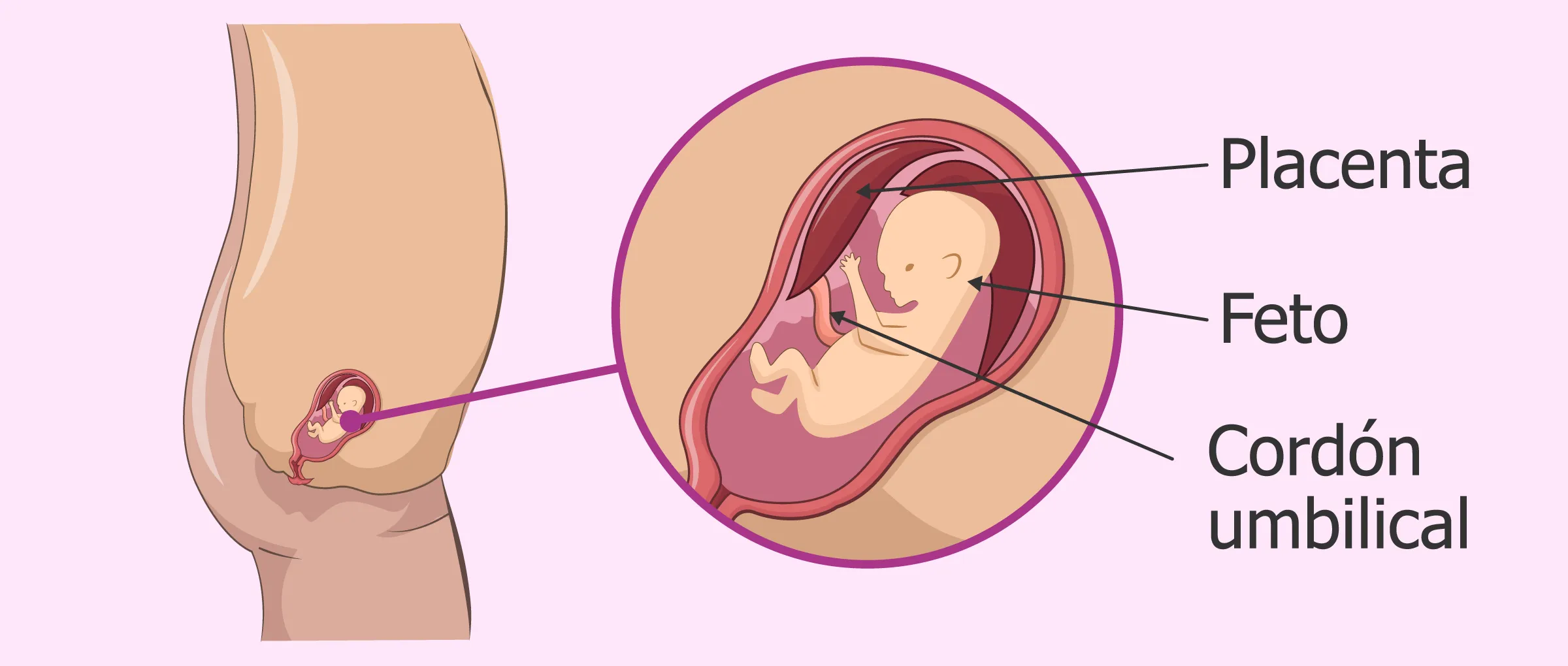 3 meses de embarazo: desarrollo del feto y síntomas en la mujer