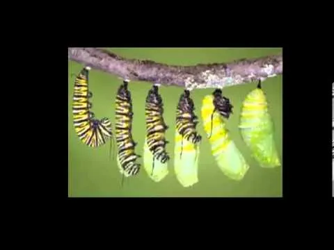 La metamorfosis de la mariposa - YouTube