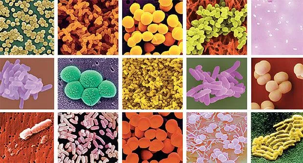 microBIO: El número de microbios en la tierra es mucho menor de lo ...