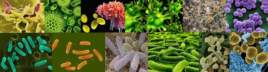 microorganismos.jpg