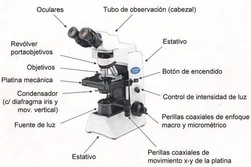 CATEDRA DE BIOLOGIA: EL MICROSCOPIO