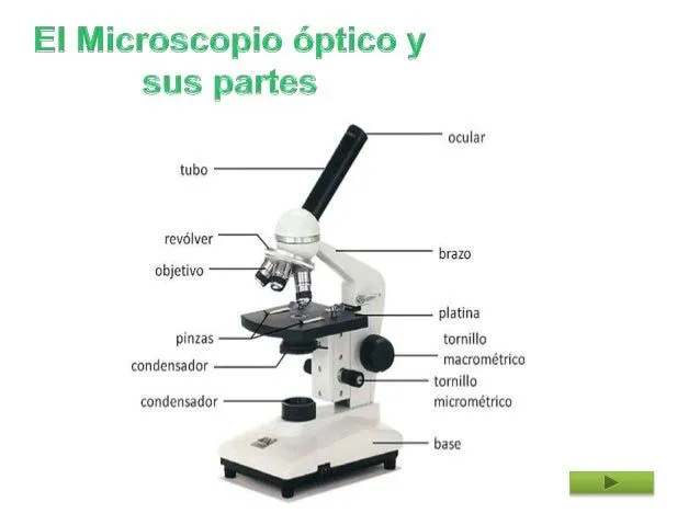 El microscopio y sus partes