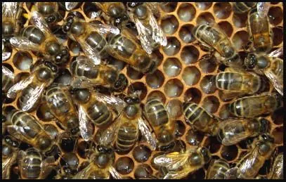 Miel de abeja. Elaboración.