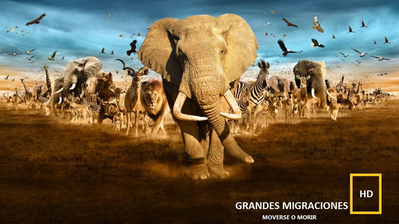 Grandes Migraciones: Moverse o morir – NatGeo hdtv latino « Arman ...