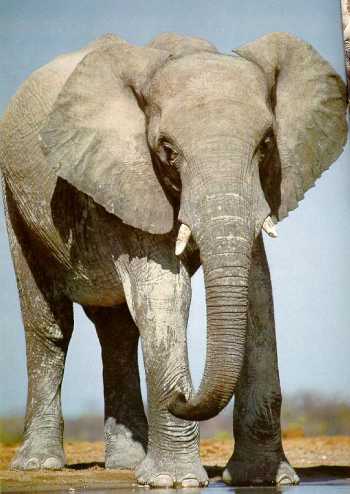 Mil Imágenes: Elefante