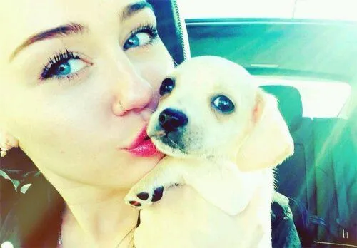 Miley Cyrus adota filhote e se encanta com a cachorrinha | Thyago ...