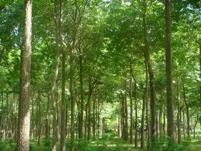 Seis millones de hectáreas de bosque taladas en últimos 20 años en ...