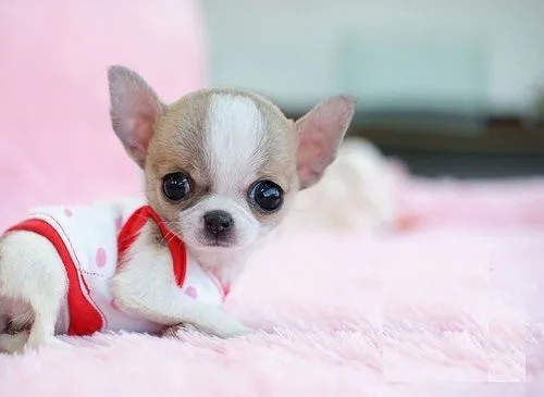 mini mini toy chihuahua | Mans Best Friend | Pinterest ...