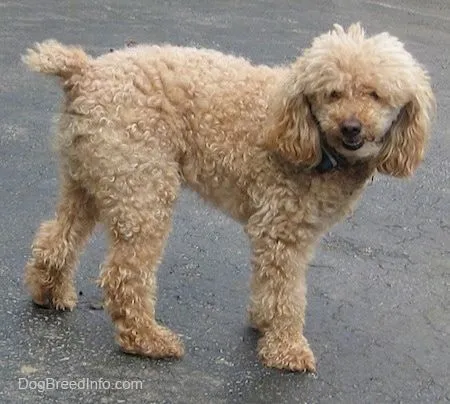 Miniature Poodle Dog Breed Information and Pictures