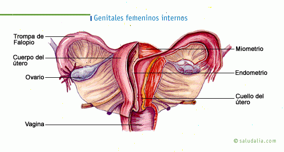 Mioma o fibroma uterino. Saludalia.com