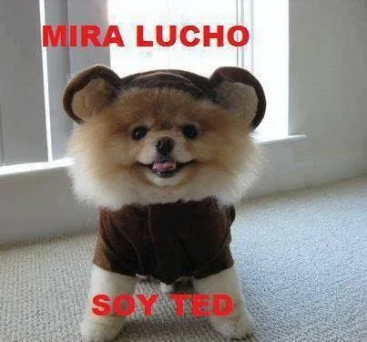 Mira Lucho Soy Ted | Hola XD